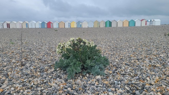 Cayeux: le chemin de planches et ses cabines de plage menacés par une plante protégée ?