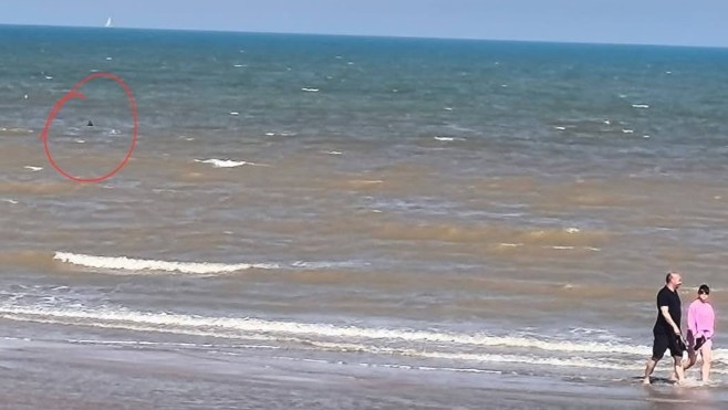 A Blériot-Plage, un aileron de requin vu devant la plage a entraîné l'évacuation de baigneurs dimanche matin !