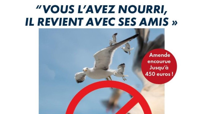 Le Touquet passe à la vitesse supérieure pour lutter contre la prolifération des goélands. 
