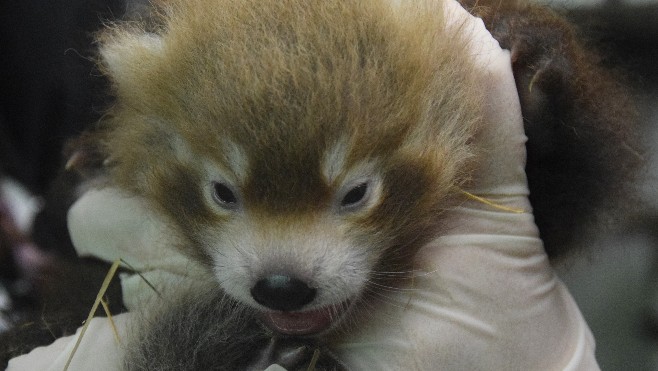 Naissance d'un bébé panda roux au zoo d'Amiens
