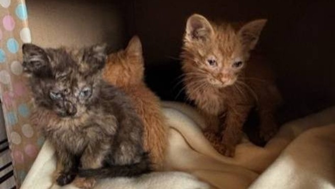 Baie de Somme: 5 chatons abandonnés dans un sac de sport, le refuge de Buigny en colère