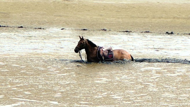Le Touquet: un cheval enlisé sur la plage, forte mobilisation pour le sauver