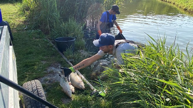 A Loon-Plage, 4 tonnes de poissons morts retirées de l'étang au Parc Galamé ! 