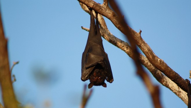 Baie de Somme: des sorties pour découvrir les chauves souris, détecteurs à ultrasons en main