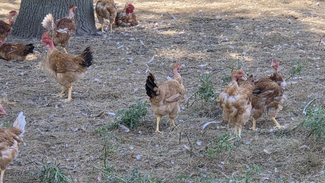 Licques : la volaille Label Rouge fait la fierté de la région, et le bonheur des éleveurs