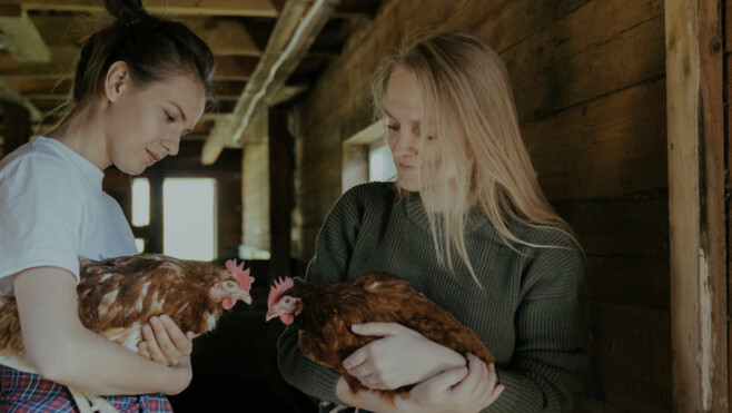 Adoptez une poule samedi à Wamin, dans les 7 Vallées !