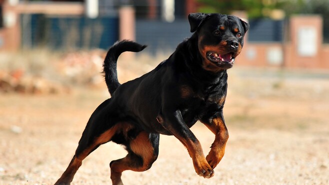 Etaples: mordu par un rottweiler, un homme tue le chien en l'étranglant