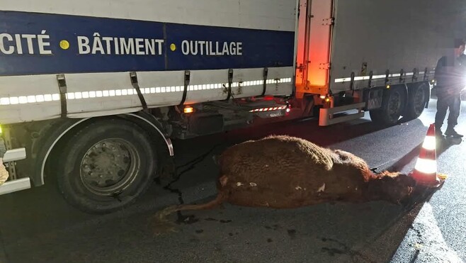 Une vache percutée par un poids lourd sur l'A16