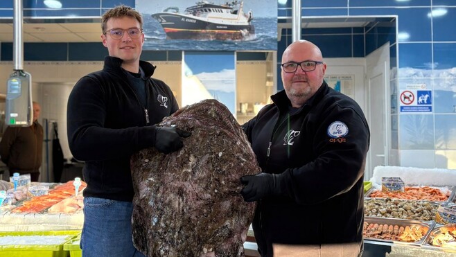 Merlimont : Une lotte exceptionnelle de 36 kg sur l'étal d'une poissonnerie