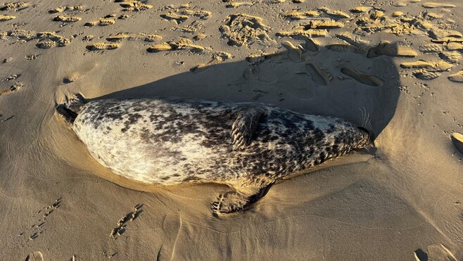Blériot-Sangatte : deux veaux marins de 150 kg échoués sur la plage