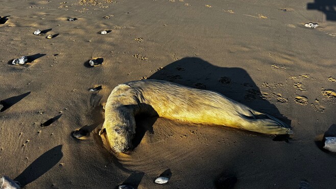 La pêche industrielle est-elle en cause dans la mort d’une quarantaine de phoques sur les plages de la Côte d’Opale ?