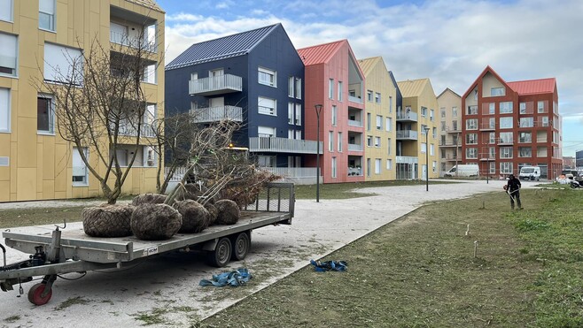 Dunkerque dépasse son objectif en plantant 204 795 arbres en six ans.