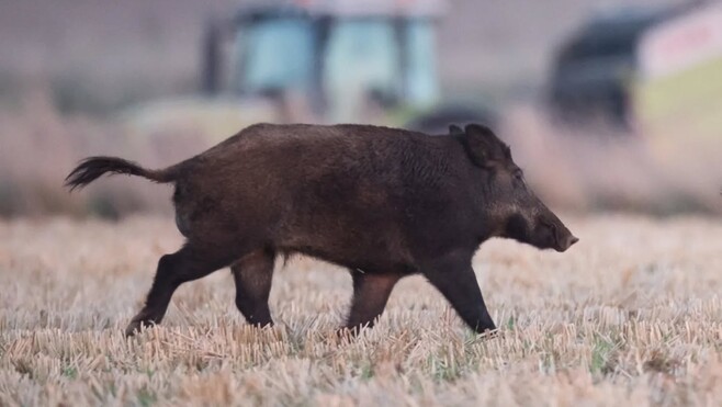 Sangliers sur la Côte d’Opale : pourquoi ils se rapprochent des maisons et quelles solutions ?