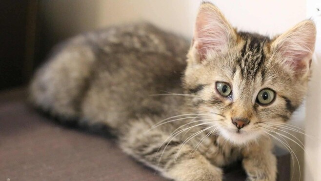 Vimeu : une nouvelle association se mobilise pour lutter contre la prolifération des chats errants