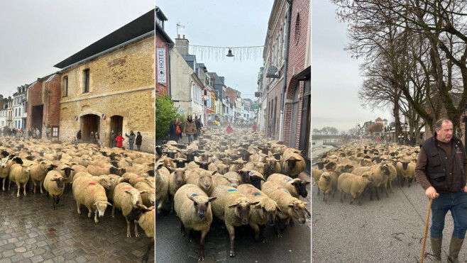 Saint-Valery-sur-Somme : le retour des moutons en baie, une transhumance hivernale pleine de charme