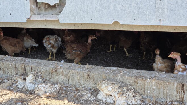 Alerte grippe aviaire à Warhem: une zone de protection instaurée dans un rayon de 10km