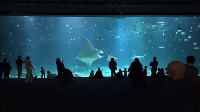 Boulogne: avec 884 286 visiteurs en 2025, Nausicaà prépare sereinement ses 35 ans