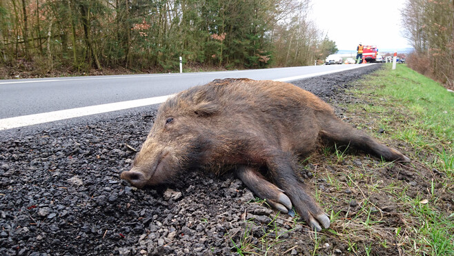 Ternois : 2 voitures percutent 3 sangliers sur la D939