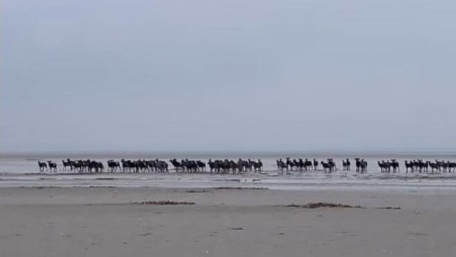 Baie de Somme : une battue pour réguler les populations de mouflons et sangliers lundi.