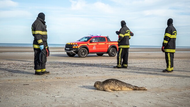 Un jeune phoque échoué à Bray-Dunes secouru par les pompiers