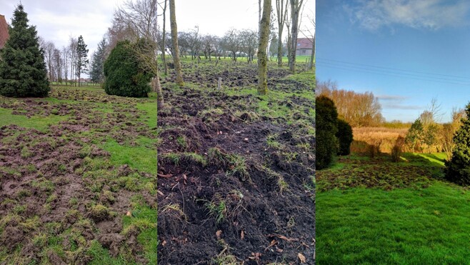 À Ardres : des sangliers détruisent le jardin d’un couple de retraités ! 