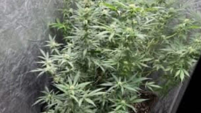 Bray-Dunes : contrôlé positif aux stupéfiants, il cultivait du cannabis chez lui pour « ne plus avoir à en acheter »