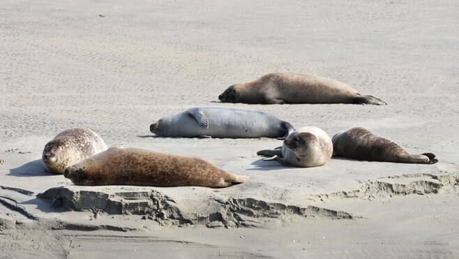 Un phoque en difficulté ce lundi à Fort-Mahon-Plage
