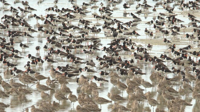 Grandes marées d’équinoxe : spectacle grandiose entre Baie de Somme et parc du Marquenterre