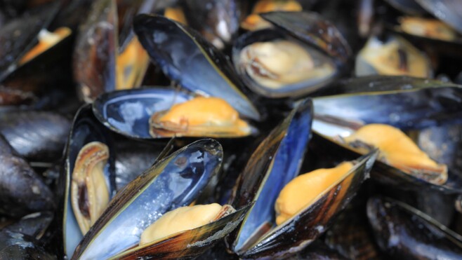 La pêche aux moules rouverte sur plusieurs plages de la Côte d'Opale