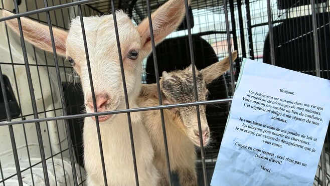 Wimille: il découvre 2 chèvres, une poule et un coq déposés dans sa voiture en pleine nuit