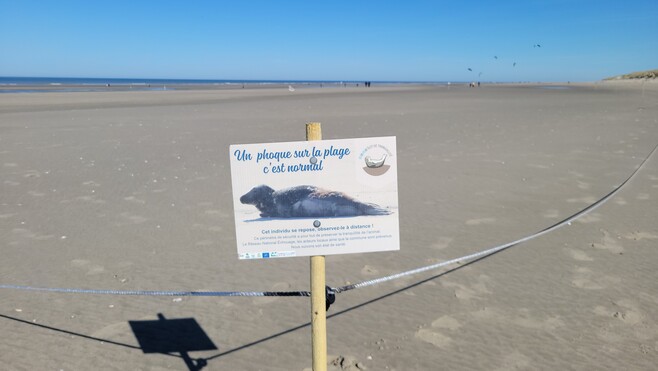La ville de Fort-Mahon-Plage inaugure son îlot de tranquillité visant à protéger les phoques venant se reposer sur le littoral