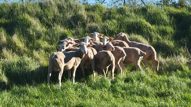 Montreuil : pourquoi 9 moutons ont envahi la Citadelle ?