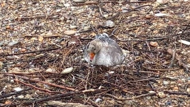 À Wimereux, le sort d’une oie et de ses œufs en jeu avec les grandes marées…
