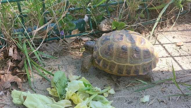 A Merlimont, qui a perdu sa tortue Hermann ? 