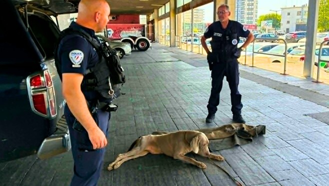 Fortes chaleurs: à Boulogne-sur-Mer, deux chiens enfermés dans une voiture sauvés par la police et Opale Capture