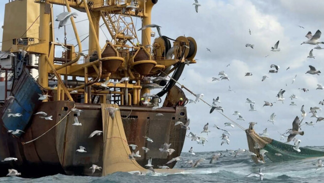 Qui contrôle vraiment la pêche en France ? L'enquête de BLOOM qui fait réagir à Boulogne