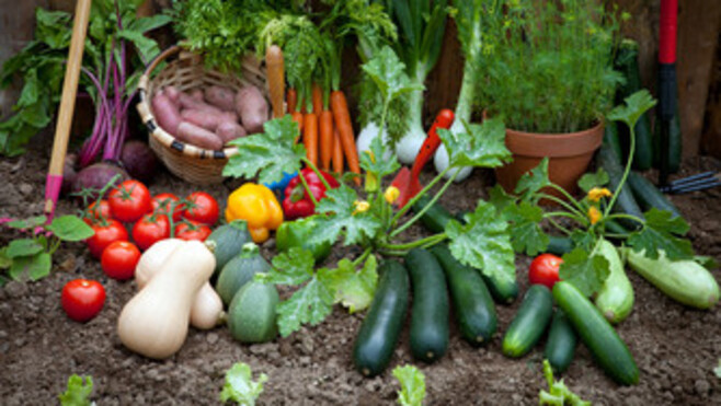 Coupe du Potager des Hauts-de-France 2026 : Rang-du-Fliers et Berck récompensés pour leurs potagers exemplaires !