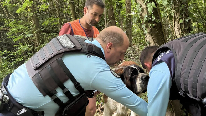 Saint-Bernard abandonné à Réty : le propriétaire convoqué devant la justice en février 2027