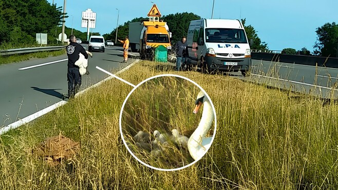 Une famille de cygnes sauvée sur l’A16 à Calais grâce à deux agents de la DIR Nord