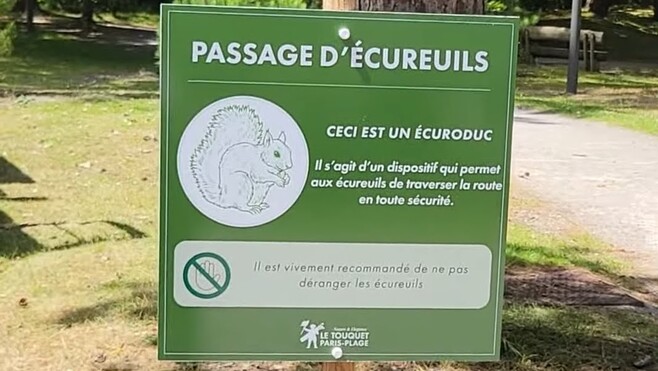Une corde suspendue pourrait sauver des dizaines d'écureuils au Touquet ! 