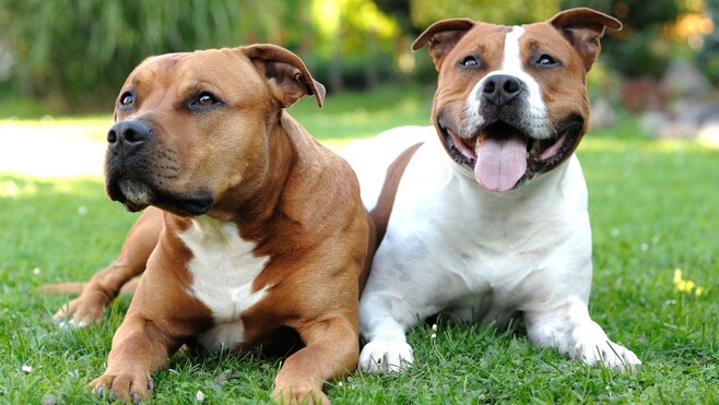 Boulogne-sur-Mer : un chien meurt attaqué par deux molosses, sa maîtresse fait un malaise