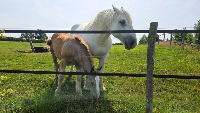Les Escapades Radio 6 : s'évader, randonner et s'amuser à la Maison du Cheval Boulonnais, à Samer