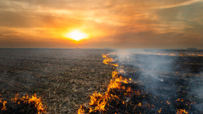 Widehem : un feu de champ détruit un hectare d'orge, deux agriculteurs évitent le pire