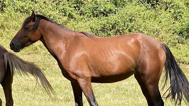 Sainte-Marie-Kerque : un cheval sauvé après plus de deux heures de mobilisation en pleine nuit