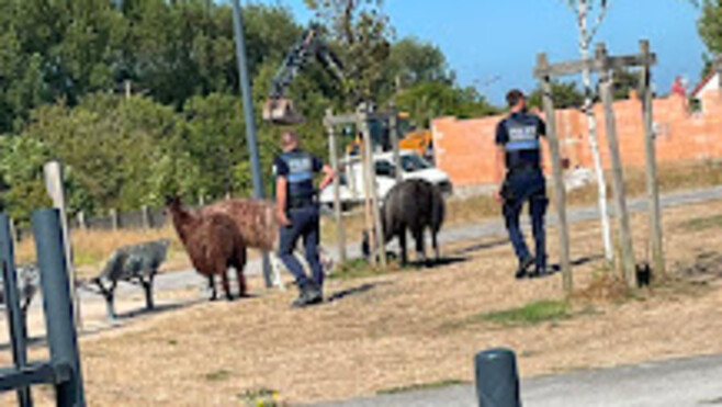 Calais : un chameau et trois lamas s’échappent du cirque Benzini