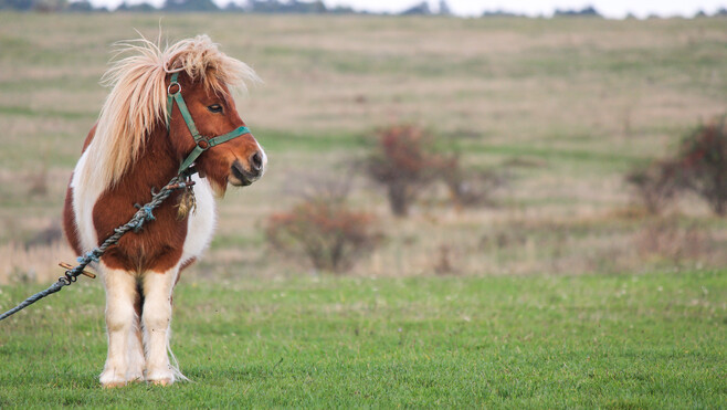 Beaurainville : trois poneys sur les rails perturbent le trafic des trains !