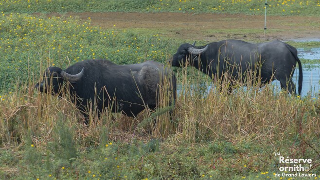 Grand-Laviers : des buffles d'eau pour combattre une plante invasive dans la réserve ornithologique