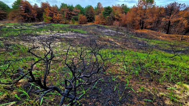 Mont Saint-Frieux : un mois après l’incendie, la nature reprend déjà ses droits