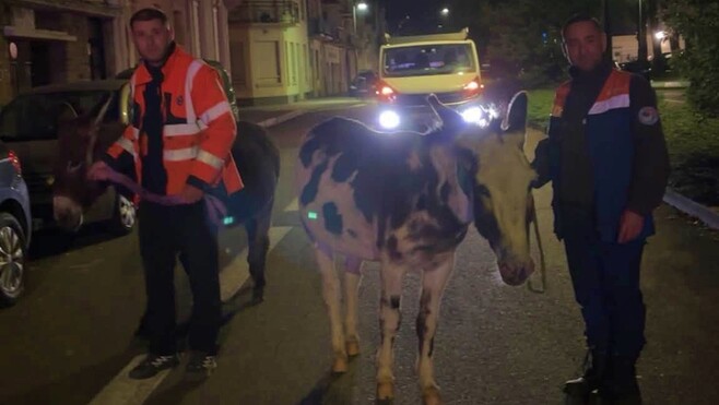 Des ânes en divagation à Boulogne-sur-Mer dans la nuit de dimanche !