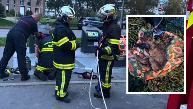 Malo-les-Bains : un chien jeté dans un conteneur à ordures enterré, les secours le sauvent in extremis